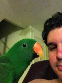 Lost Eclectus