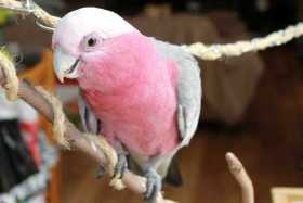 Lost Galah Cockatoo