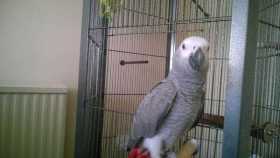 Lost African Grey