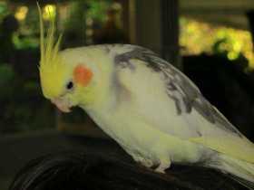 Lost Cockatiel