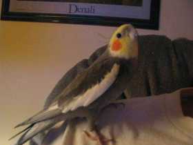 Lost Cockatiel