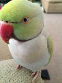 Lost Indian Ringneck Parakeet