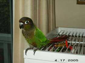 Lost Conure