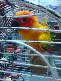 Lost Conure