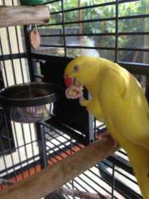 Lost Indian Ringneck Parakeet