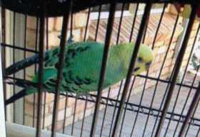 Lost Budgerigar