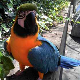 Lost Macaw