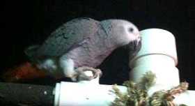 Lost African Grey