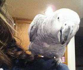 Lost African Grey