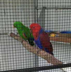 Lost Eclectus