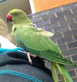 Lost Indian Ringneck Parakeet