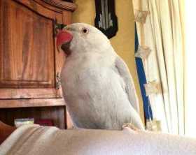 Lost Indian Ringneck Parakeet