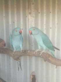 Lost Indian Ringneck Parakeet