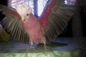 Lost Galah Cockatoo