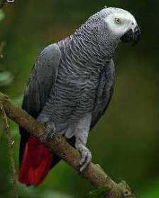 Lost African Grey