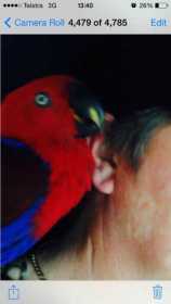 Lost Eclectus