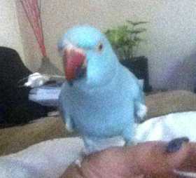 Lost Indian Ringneck Parakeet