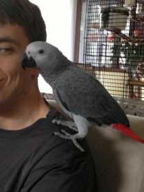 Lost African Grey