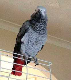 Lost African Grey