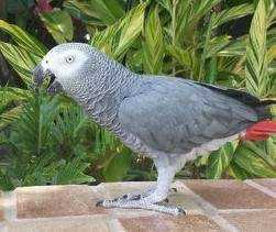 Lost African Grey