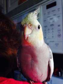 Lost Cockatiel