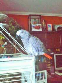 Lost African Grey