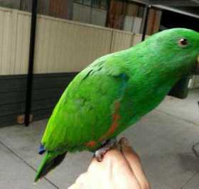 Lost Eclectus