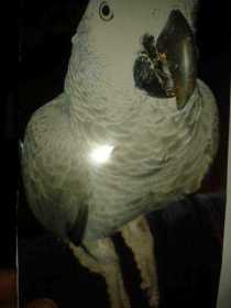 Lost African Grey