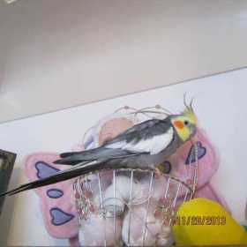 Lost Cockatiel