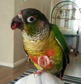 Lost Conure