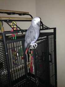 Lost African Grey