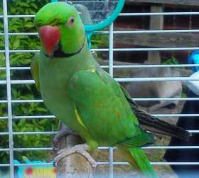 Lost Mallee Ringneck Parakeet