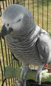 Lost African Grey