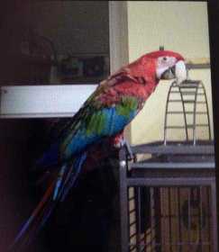 Lost Macaw