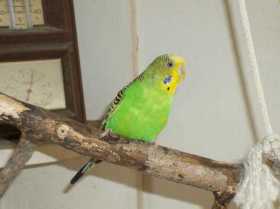 Lost Parakeet