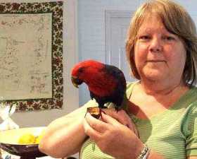 Lost Eclectus