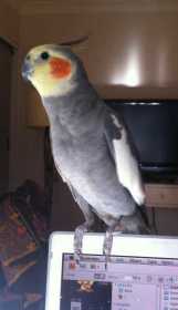 Lost Cockatiel