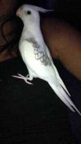 Lost Cockatiel