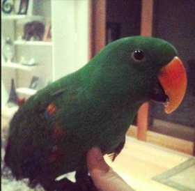 Lost Eclectus