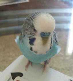 Lost Parakeet