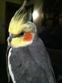 Lost Cockatiel