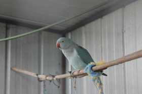 Lost Indian Ringneck Parakeet