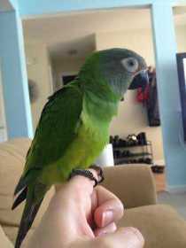 Lost Conure