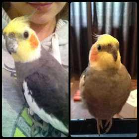 Lost Cockatiel