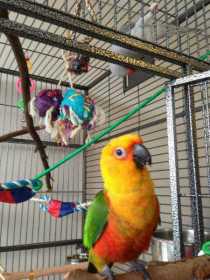 Lost Conure