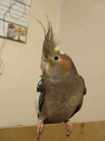 Lost Cockatiel