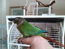 Lost Conure