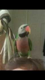 Lost Mustached / Moustached Parakeet