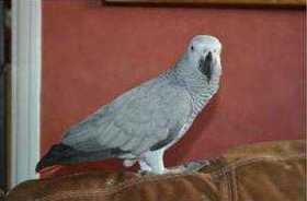 Lost African Grey