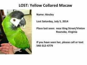 Lost Macaw